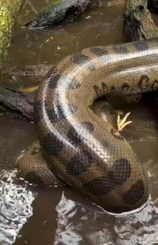 Registro raro mostra sucuri em plena ação ao capturar e devorar uma galinha. Cena aconteceu em ambiente natural e surpreendeu até os moradores da região.