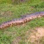 Registro impressionante mostra a força e astúcia da maior serpente das Américas em seu habitat natural; vídeo viral encanta amantes da vida selvagem