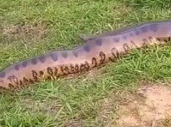 Registro impressionante mostra a força e astúcia da maior serpente das Américas em seu habitat natural; vídeo viral encanta amantes da vida selvagem