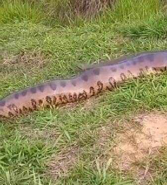 Registro impressionante mostra a força e astúcia da maior serpente das Américas em seu habitat natural; vídeo viral encanta amantes da vida selvagem