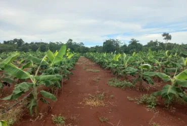 Dia de Campo destaca cadeias de valor da agricultura familiar em Mato Grosso