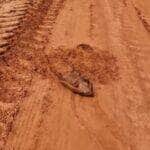 Com atuação digna de Oscar, o tatu-peba chamou atenção ao fingir que estava morto em uma estrada do interior do Brasil. A cena divertida, que é na verdade uma estratégia de defesa, mostra como a natureza é sábia até nos momentos mais inusitados.