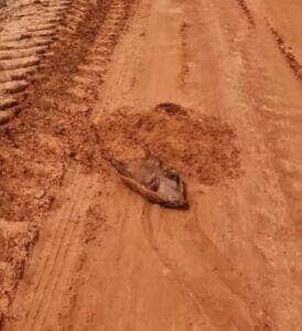 Com atuação digna de Oscar, o tatu-peba chamou atenção ao fingir que estava morto em uma estrada do interior do Brasil. A cena divertida, que é na verdade uma estratégia de defesa, mostra como a natureza é sábia até nos momentos mais inusitados.