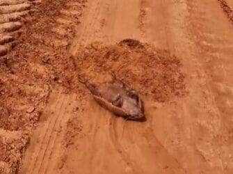 Com atuação digna de Oscar, o tatu-peba chamou atenção ao fingir que estava morto em uma estrada do interior do Brasil. A cena divertida, que é na verdade uma estratégia de defesa, mostra como a natureza é sábia até nos momentos mais inusitados.