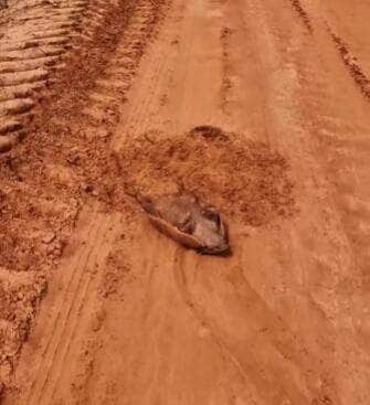 Com atuação digna de Oscar, o tatu-peba chamou atenção ao fingir que estava morto em uma estrada do interior do Brasil. A cena divertida, que é na verdade uma estratégia de defesa, mostra como a natureza é sábia até nos momentos mais inusitados.