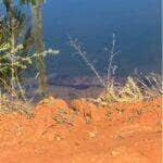 Com aparência pré-histórica e comportamento feroz, peixe traíra exibe seu tamanho imponente em vídeo que deixou internautas boquiabertos