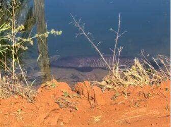 Com aparência pré-histórica e comportamento feroz, peixe traíra exibe seu tamanho imponente em vídeo que deixou internautas boquiabertos