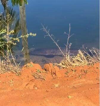 Com aparência pré-histórica e comportamento feroz, peixe traíra exibe seu tamanho imponente em vídeo que deixou internautas boquiabertos