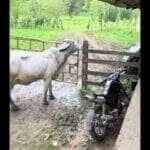 Câmeras de segurança registraram o momento exato em que a "ladra de cercas" usou o focinho para soltar o arame da porteira e dar uma voltinha fora da fazenda. Cena viralizou nas redes sociais!