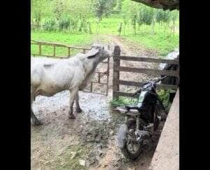 Câmeras de segurança registraram o momento exato em que a "ladra de cercas" usou o focinho para soltar o arame da porteira e dar uma voltinha fora da fazenda. Cena viralizou nas redes sociais!