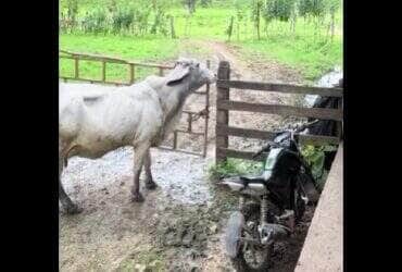 Câmeras de segurança registraram o momento exato em que a "ladra de cercas" usou o focinho para soltar o arame da porteira e dar uma voltinha fora da fazenda. Cena viralizou nas redes sociais!