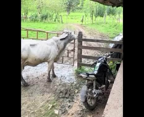 Câmeras de segurança registraram o momento exato em que a "ladra de cercas" usou o focinho para soltar o arame da porteira e dar uma voltinha fora da fazenda. Cena viralizou nas redes sociais!