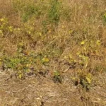 Vazio sanitário começa e proíbe cultivo da soja em Mato Grosso