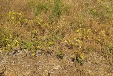 Vazio sanitário começa e proíbe cultivo da soja em Mato Grosso