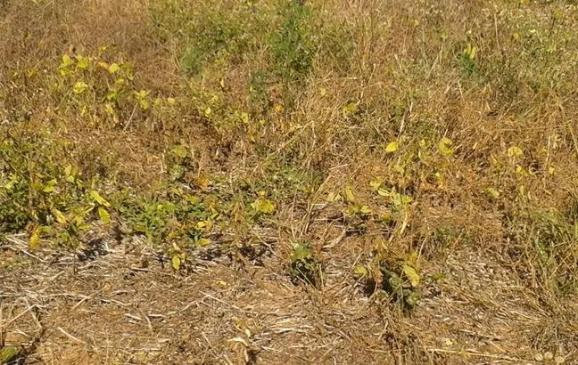 Vazio sanitário começa e proíbe cultivo da soja em Mato Grosso