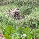 Registro raro feito pelo fotógrafo e guia Branco Arruda mostra o momento em que uma onça-pintada e seu filhote saboreiam um suculento banquete pantaneiro: um jacaré fresquinho, em plena luz do dia.