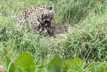 Registro raro feito pelo fotógrafo e guia Branco Arruda mostra o momento em que uma onça-pintada e seu filhote saboreiam um suculento banquete pantaneiro: um jacaré fresquinho, em plena luz do dia.