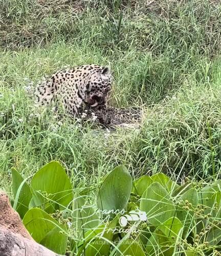 Registro raro feito pelo fotógrafo e guia Branco Arruda mostra o momento em que uma onça-pintada e seu filhote saboreiam um suculento banquete pantaneiro: um jacaré fresquinho, em plena luz do dia.