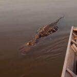 Cena inusitada foi flagrada em vídeo: jacaré boiava imóvel como se estivesse sem vida, mas surpreendeu os pescadores com um bote repentino quando se aproximaram com o remo.