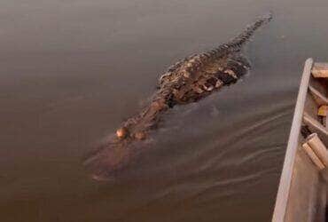 Cena inusitada foi flagrada em vídeo: jacaré boiava imóvel como se estivesse sem vida, mas surpreendeu os pescadores com um bote repentino quando se aproximaram com o remo.