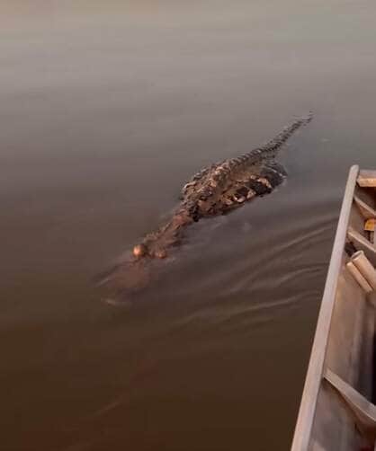 Cena inusitada foi flagrada em vídeo: jacaré boiava imóvel como se estivesse sem vida, mas surpreendeu os pescadores com um bote repentino quando se aproximaram com o remo.
