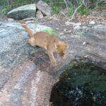 Sidney Mello, criador da página Animais do Sertão, instalou uma câmera ao lado de uma fonte de água no coração do sertão nordestino — e o resultado são cenas únicas, divertidas e emocionantes do cotidiano da fauna silvestre.