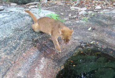 Sidney Mello, criador da página Animais do Sertão, instalou uma câmera ao lado de uma fonte de água no coração do sertão nordestino — e o resultado são cenas únicas, divertidas e emocionantes do cotidiano da fauna silvestre.
