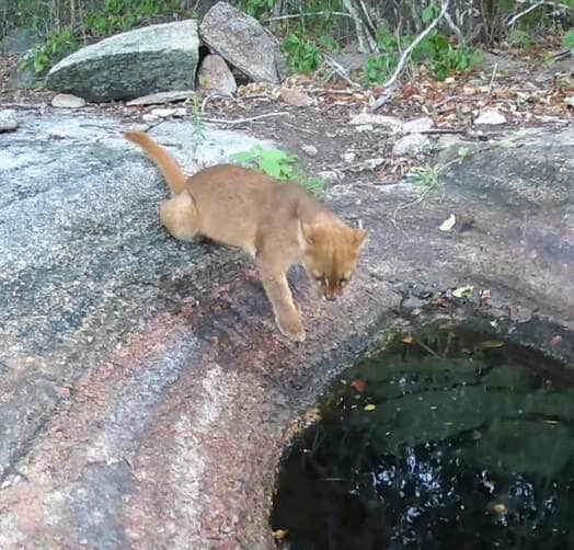 Sidney Mello, criador da página Animais do Sertão, instalou uma câmera ao lado de uma fonte de água no coração do sertão nordestino — e o resultado são cenas únicas, divertidas e emocionantes do cotidiano da fauna silvestre.