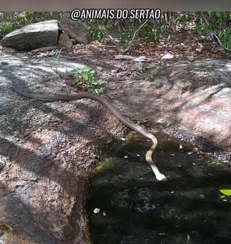 O sucesso da série mostra que, mesmo longe das grandes florestas e centros de pesquisa, a natureza nordestina tem muito a revelar.
