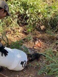 Gambá “turista” dá trabalho para bombeiros em Lucas do Rio Verde