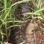 Camuflado na lama, animal surpreende ao se revelar um peixe — possivelmente uma traíra gigante. Vídeo inusitado viralizou nas redes sociais e virou assunto entre curiosos da natureza