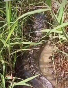 Camuflado na lama, animal surpreende ao se revelar um peixe — possivelmente uma traíra gigante. Vídeo inusitado viralizou nas redes sociais e virou assunto entre curiosos da natureza