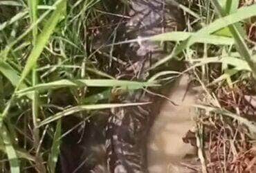 Camuflado na lama, animal surpreende ao se revelar um peixe — possivelmente uma traíra gigante. Vídeo inusitado viralizou nas redes sociais e virou assunto entre curiosos da natureza