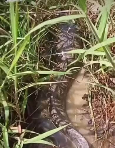 Camuflado na lama, animal surpreende ao se revelar um peixe — possivelmente uma traíra gigante. Vídeo inusitado viralizou nas redes sociais e virou assunto entre curiosos da natureza