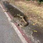 Moradores do bairro Praia do Flamengo foram surpreendidos por uma visitante escamosa atravessando a rua como se estivesse em um desfile: sem pressa, rumo às dunas.