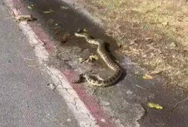 Moradores do bairro Praia do Flamengo foram surpreendidos por uma visitante escamosa atravessando a rua como se estivesse em um desfile: sem pressa, rumo às dunas.