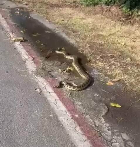 Moradores do bairro Praia do Flamengo foram surpreendidos por uma visitante escamosa atravessando a rua como se estivesse em um desfile: sem pressa, rumo às dunas.