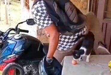 Felino viraliza nas redes sociais ao derrubar um ovo de galinha no capacete do dono, que só percebe a “surpresa” depois de sair com a moto. Vídeo rende gargalhadas e milhões de visualizações.