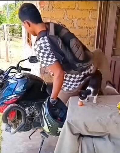 Felino viraliza nas redes sociais ao derrubar um ovo de galinha no capacete do dono, que só percebe a “surpresa” depois de sair com a moto. Vídeo rende gargalhadas e milhões de visualizações.