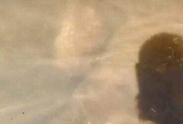 Biólogo explica que o animal é um nadador nato e pode permanecer submerso por minutos para escapar de predadores — uma verdadeira especialista em fuga aquática!