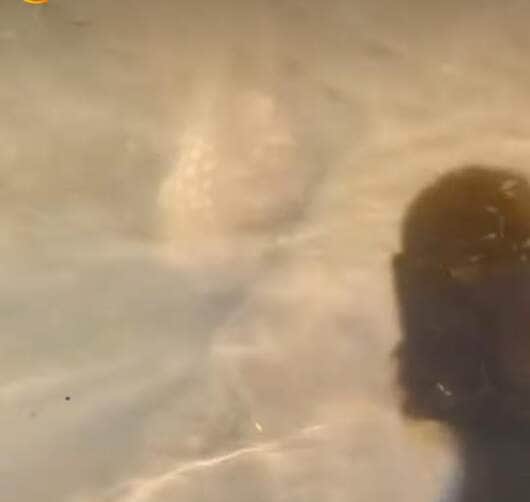 Biólogo explica que o animal é um nadador nato e pode permanecer submerso por minutos para escapar de predadores — uma verdadeira especialista em fuga aquática!