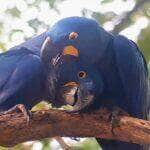 Casal de araras-azuis troca carícias no Pantanal no Dia dos Namorados