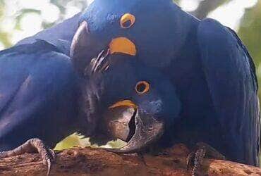 Casal de araras-azuis troca carícias no Pantanal no Dia dos Namorados