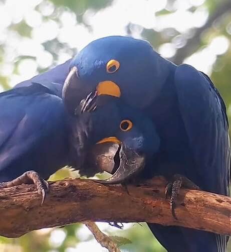 Casal de araras-azuis troca carícias no Pantanal no Dia dos Namorados