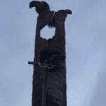 Moradores se mobilizam para salvar ave silvestre após queda inesperada; com apoio de um engenheiro, ararinha foi resgatada e devolvida à natureza com segurança.