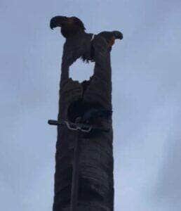 Moradores se mobilizam para salvar ave silvestre após queda inesperada; com apoio de um engenheiro, ararinha foi resgatada e devolvida à natureza com segurança.
