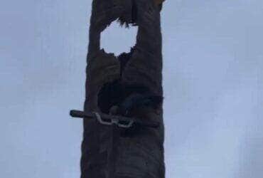 Moradores se mobilizam para salvar ave silvestre após queda inesperada; com apoio de um engenheiro, ararinha foi resgatada e devolvida à natureza com segurança.