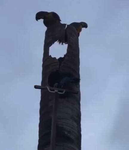 Moradores se mobilizam para salvar ave silvestre após queda inesperada; com apoio de um engenheiro, ararinha foi resgatada e devolvida à natureza com segurança.