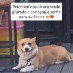 Flagrado entre mesas de um estabelecimento, o cãozinho viralizou ao perceber que estava sendo filmado e reagir com um sorriso irresistível. Internet foi à loucura com a simpatia do peludo.