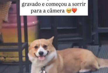 Flagrado entre mesas de um estabelecimento, o cãozinho viralizou ao perceber que estava sendo filmado e reagir com um sorriso irresistível. Internet foi à loucura com a simpatia do peludo.